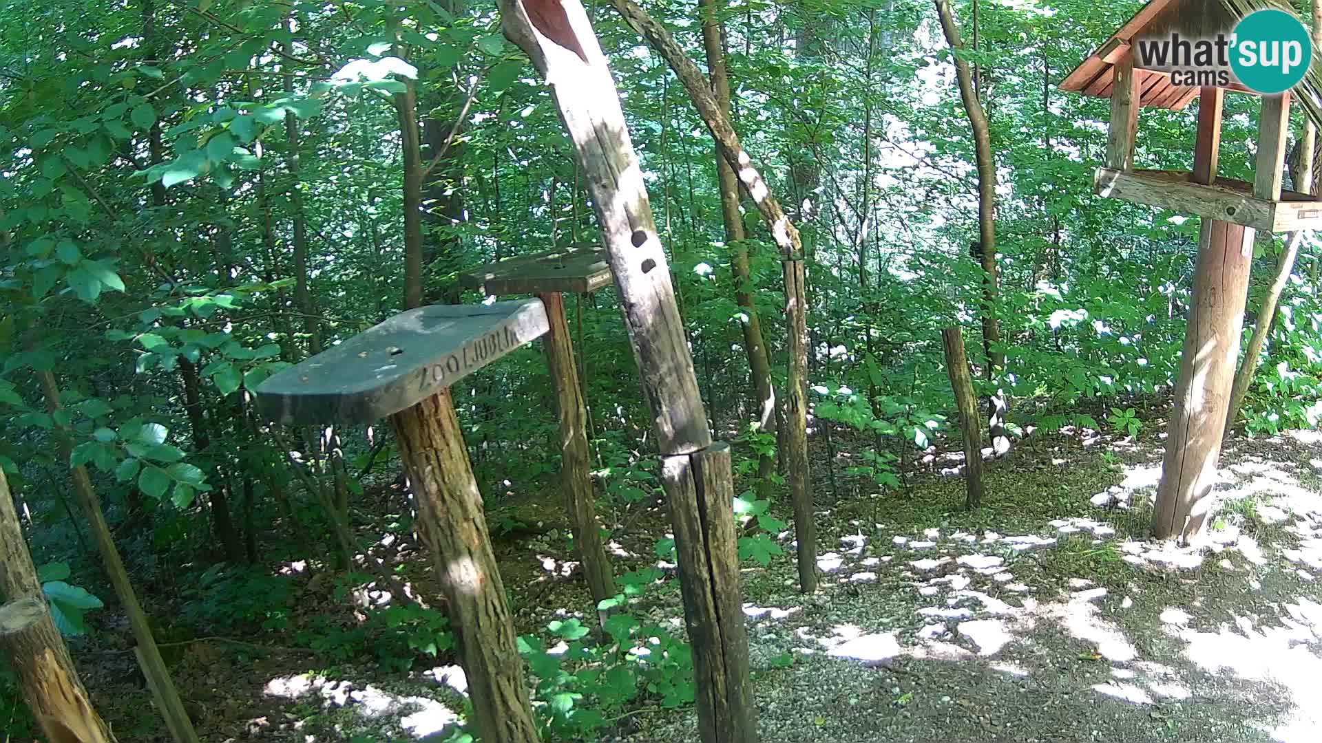 Hranilice za ptice u ZOO web kamera Ljubljana