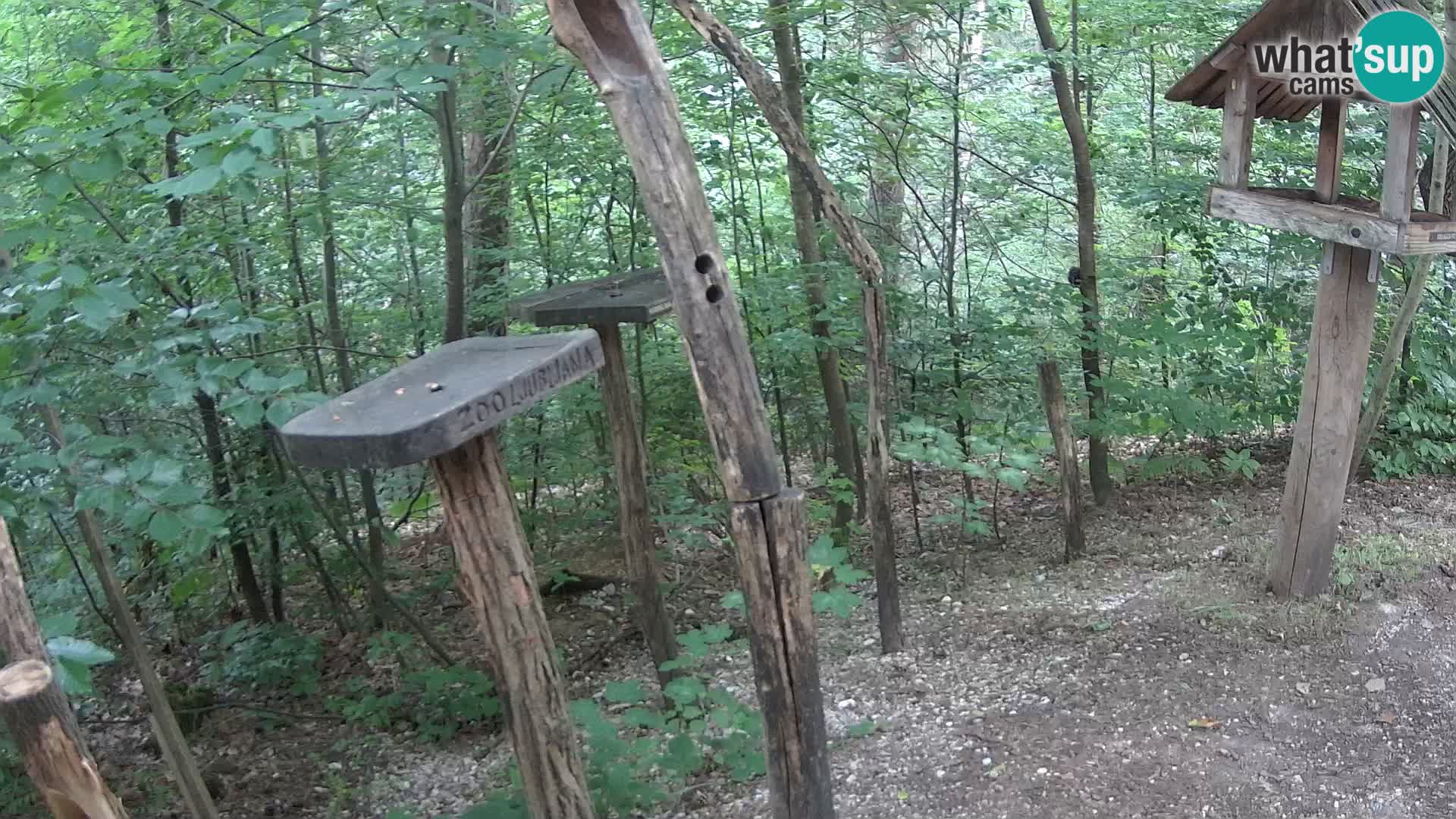 Comederos para pájaros en ZOO Ljubljana camera en vivo