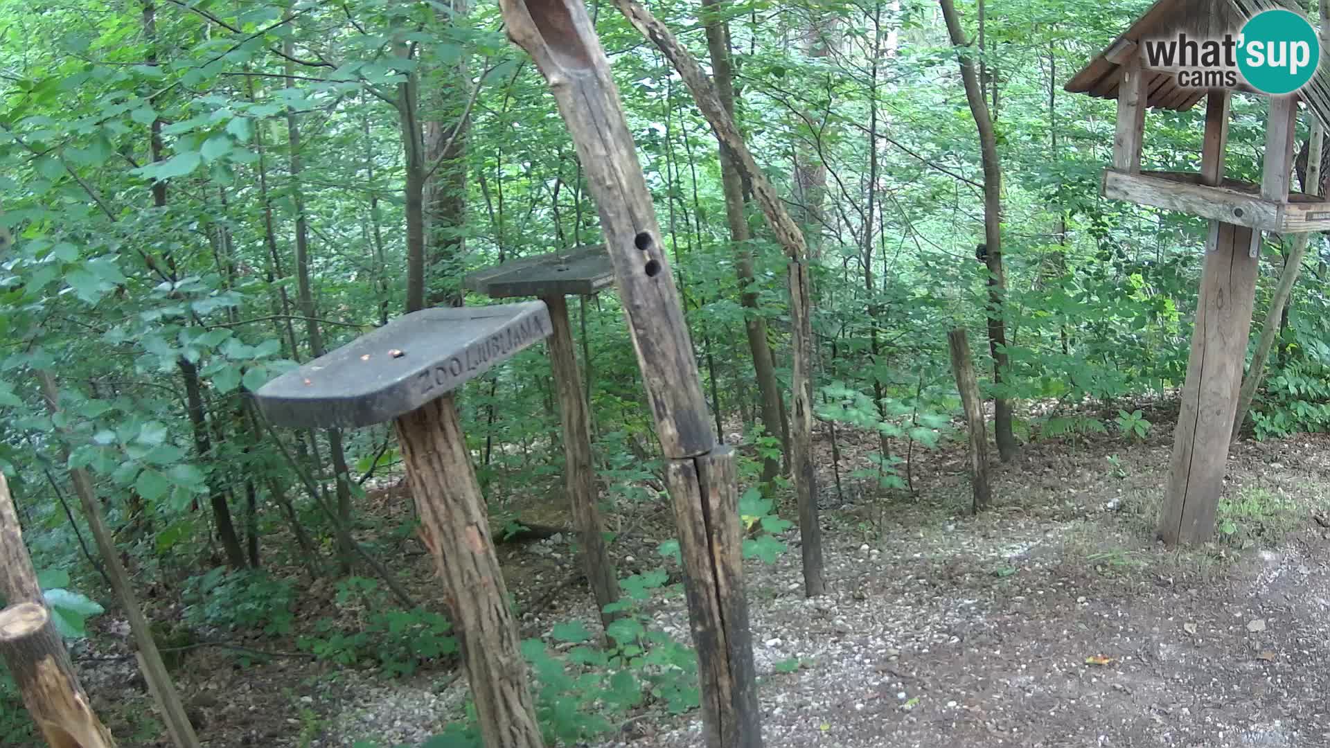 Mangeoires pour oiseaux au ZOO live webcam Ljubljana