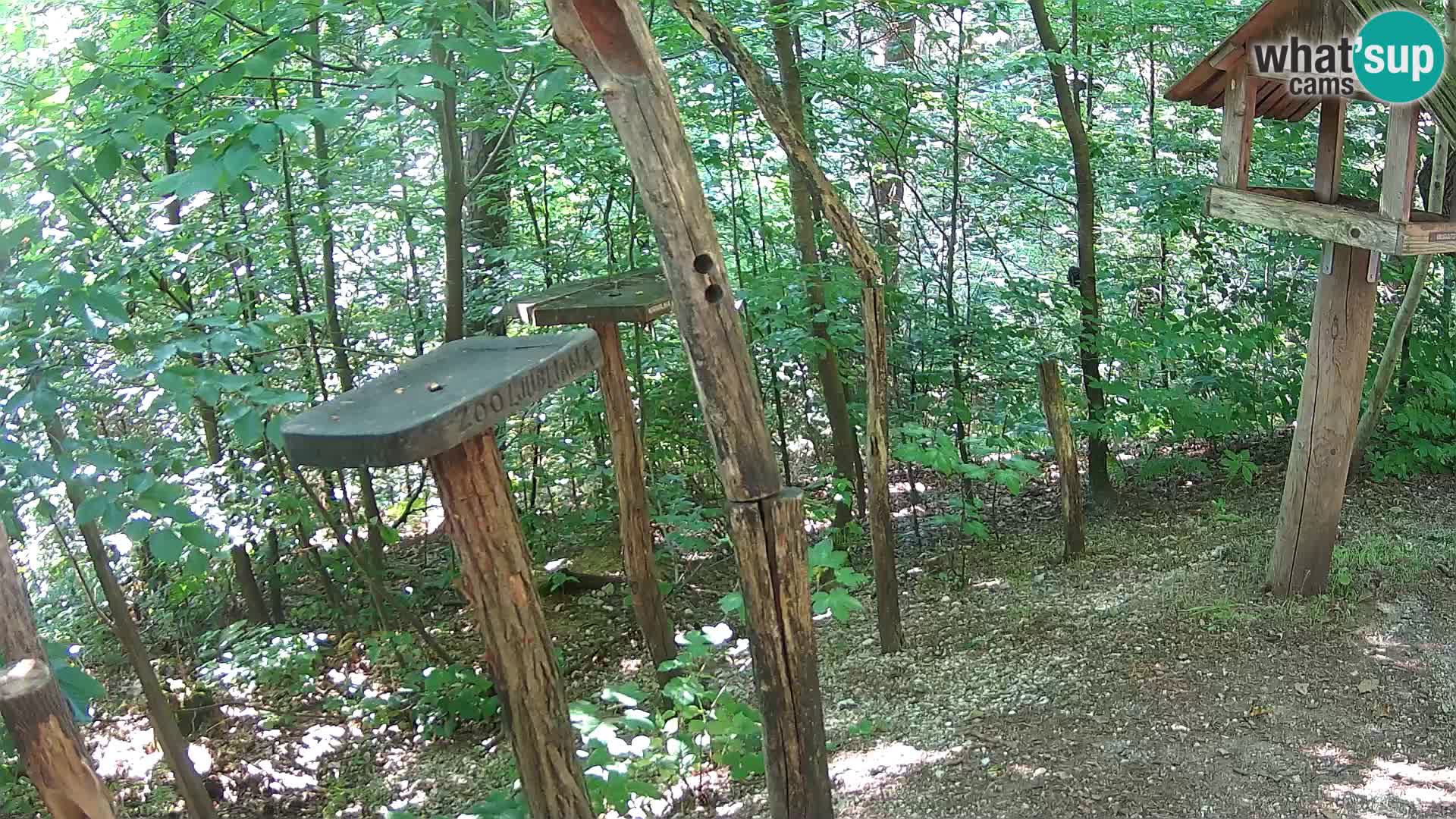 Mangiatoie per uccelli allo ZOO di Lubiana livecam