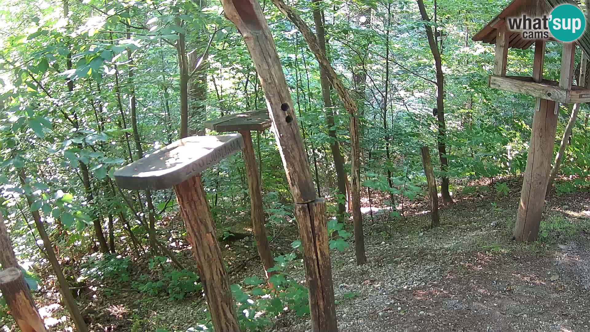 Mangiatoie per uccelli allo ZOO di Lubiana livecam
