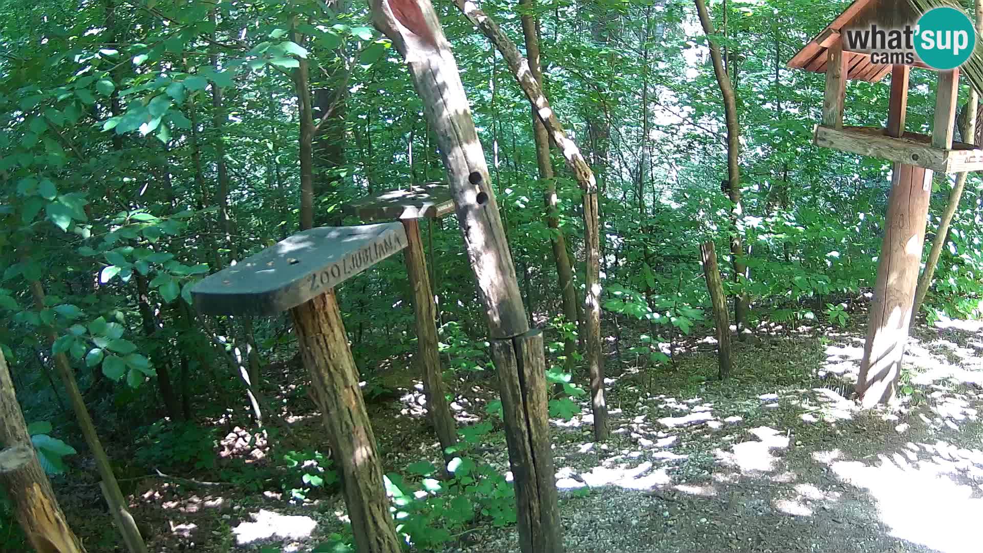 Comederos para pájaros en ZOO Ljubljana camera en vivo