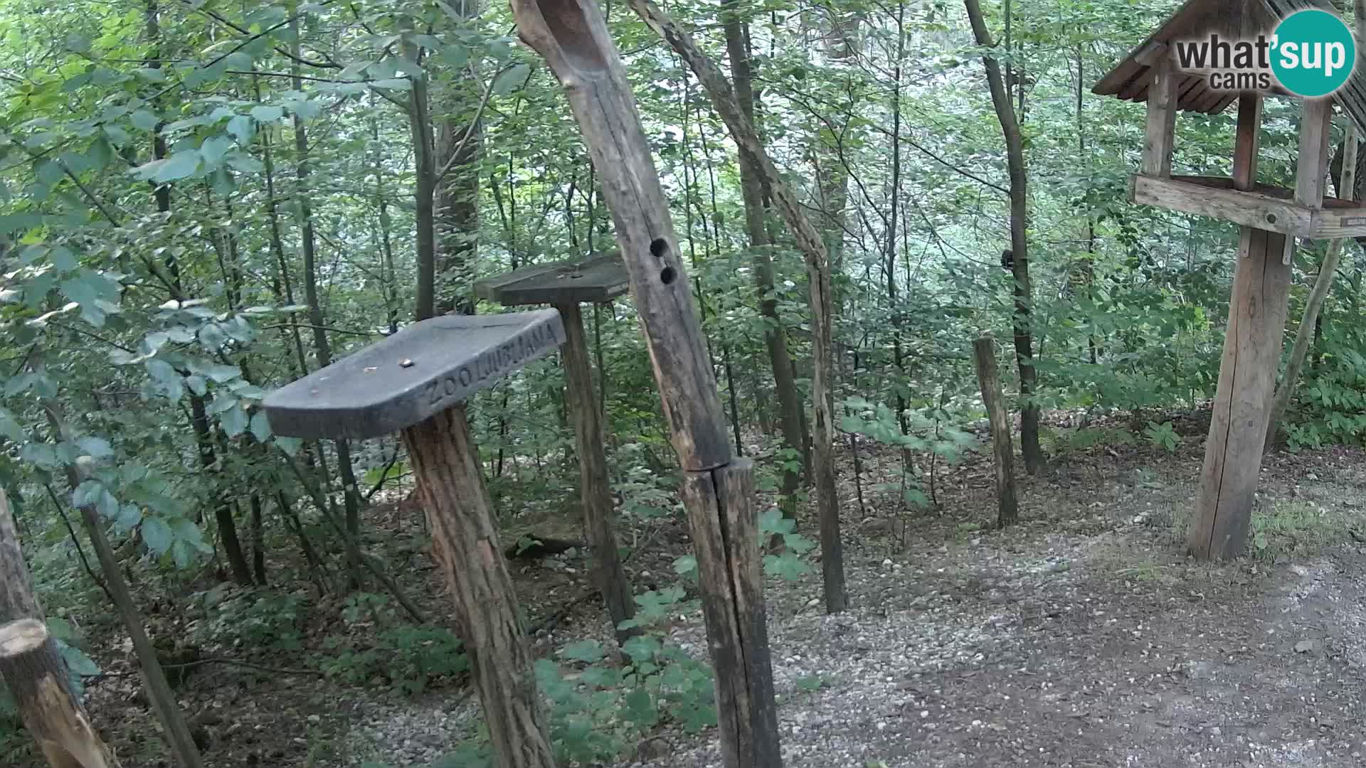 Vogelfutterhäuschen im ZOO webcam Ljubljana