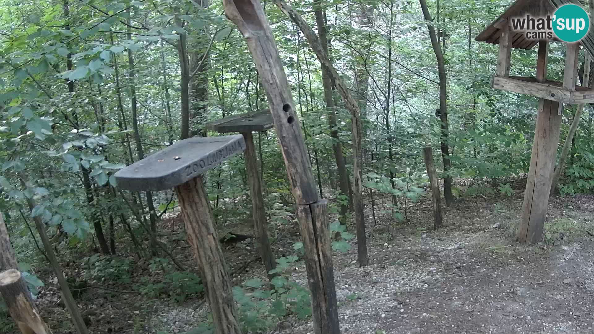 Hranilice za ptice u ZOO web kamera Ljubljana