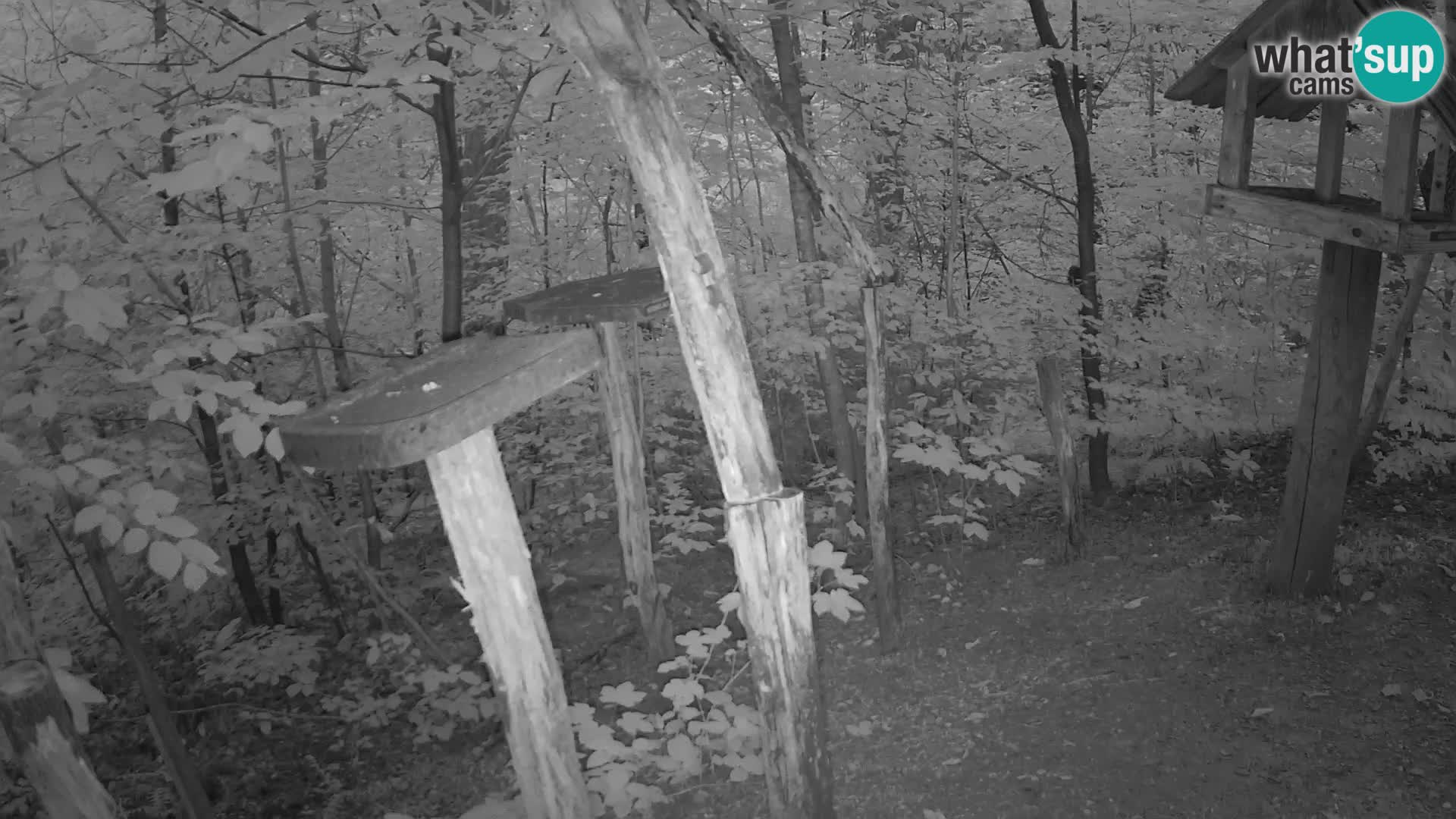 Vogelfutterhäuschen im ZOO webcam Ljubljana