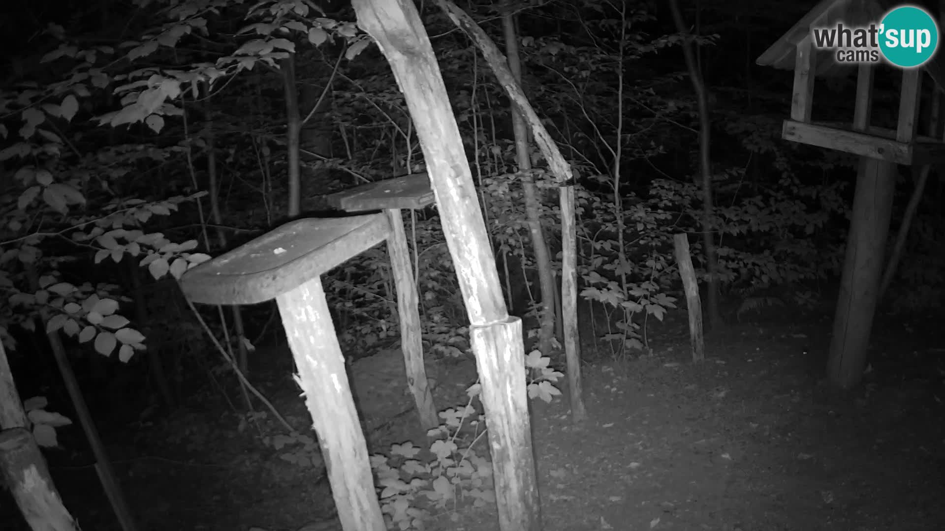 Bird feeders at ZOO Ljubljana webcam