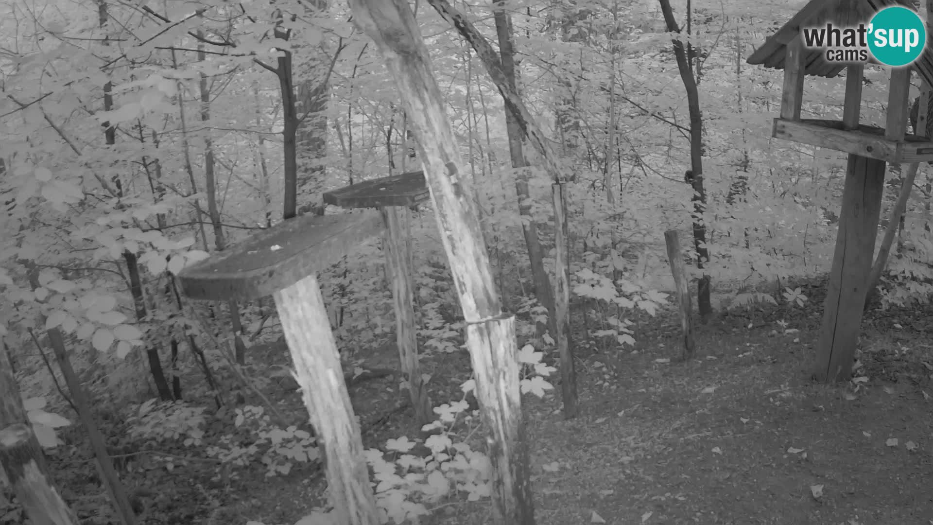 Bird feeders at ZOO Ljubljana webcam