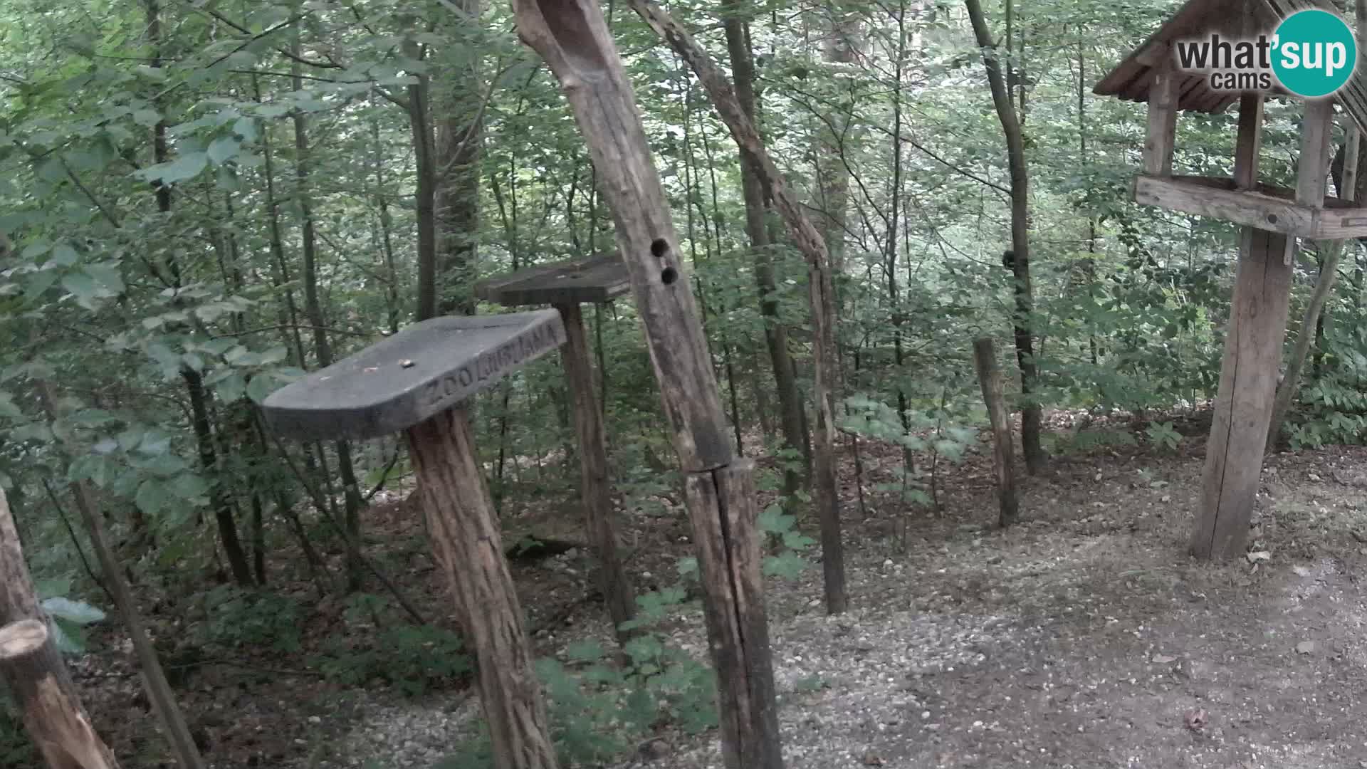 Comederos para pájaros en ZOO Ljubljana camera en vivo