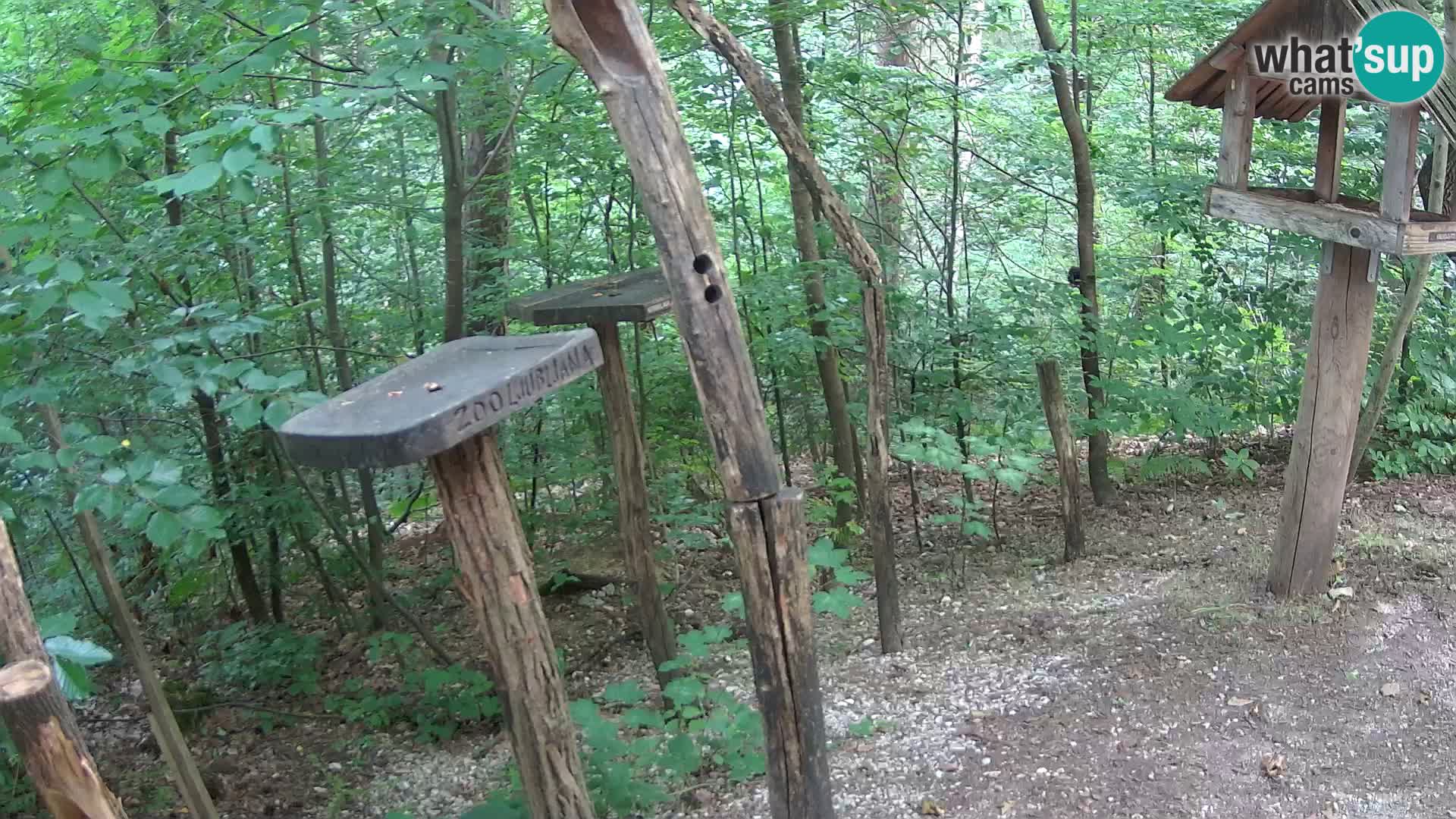 Mangiatoie per uccelli allo ZOO di Lubiana livecam