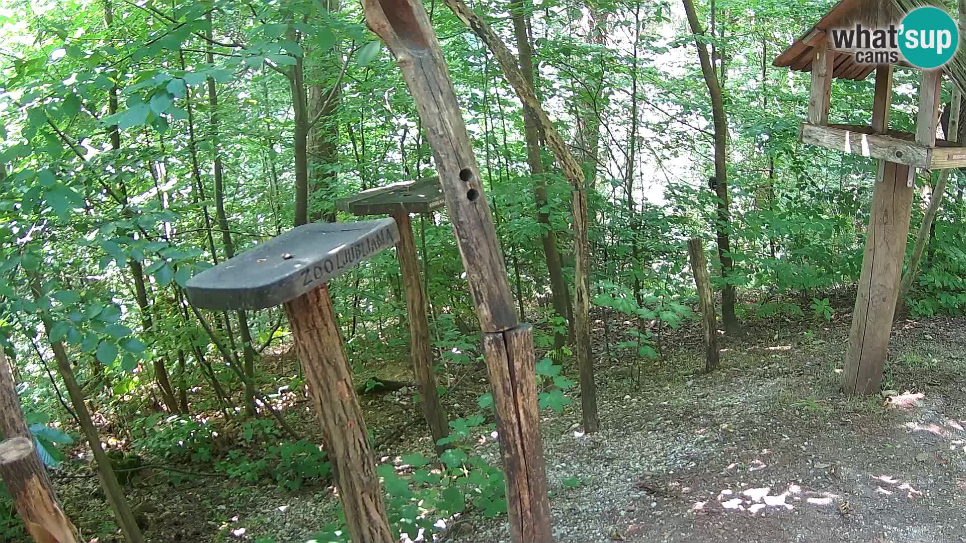 Comederos para pájaros en ZOO Ljubljana camera en vivo