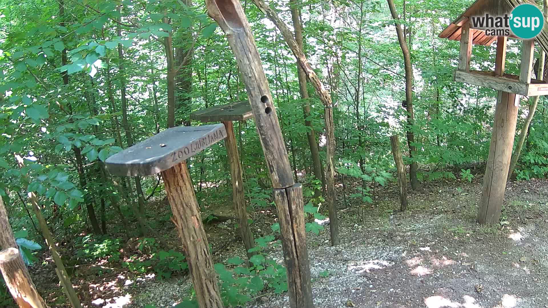Krmilnice za ptiče v ZOO Ljubljana spletna kamera