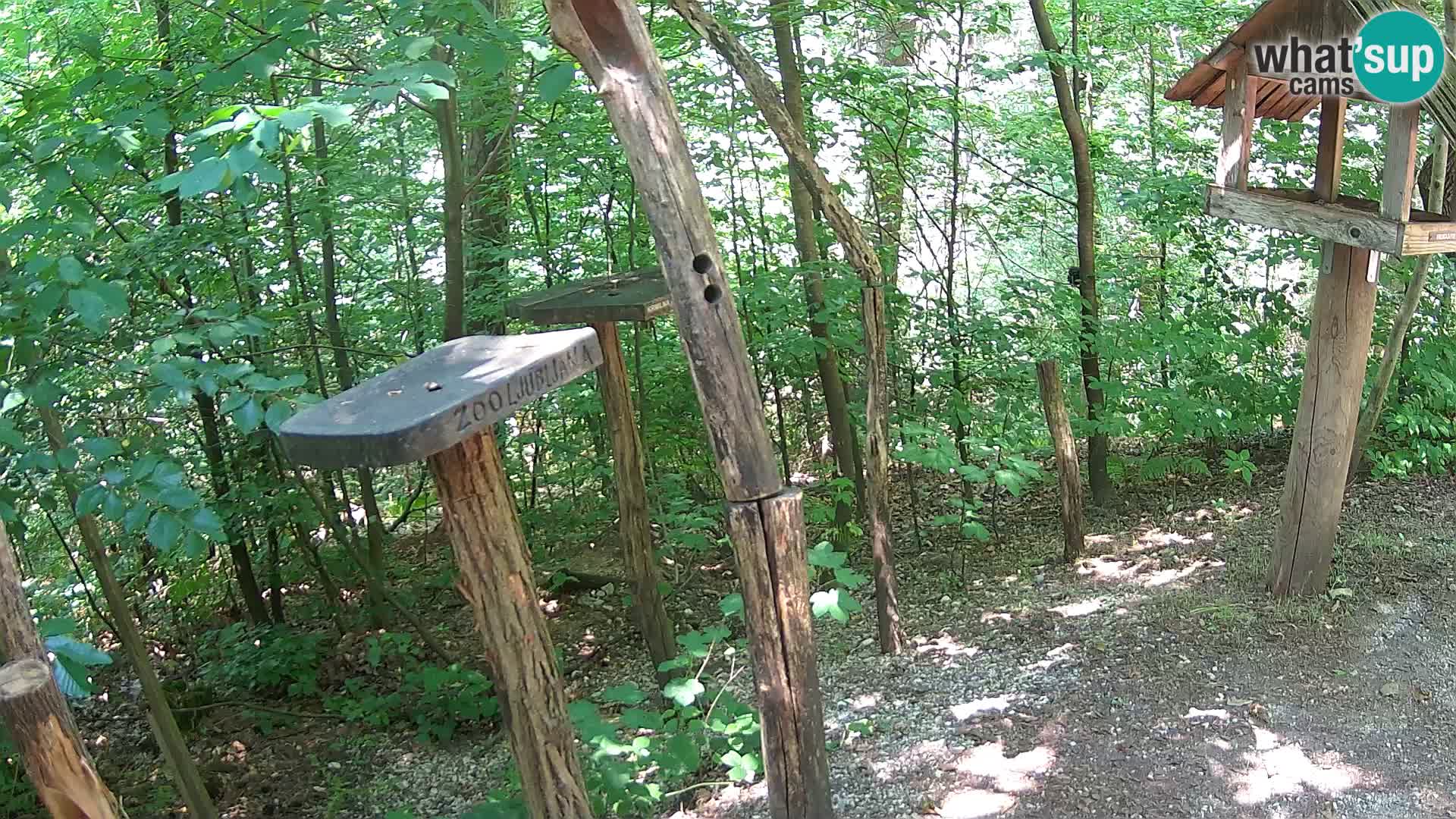 Comederos para pájaros en ZOO Ljubljana camera en vivo