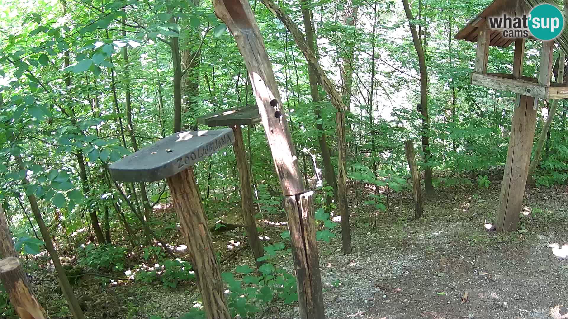 Hranilice za ptice u ZOO web kamera Ljubljana