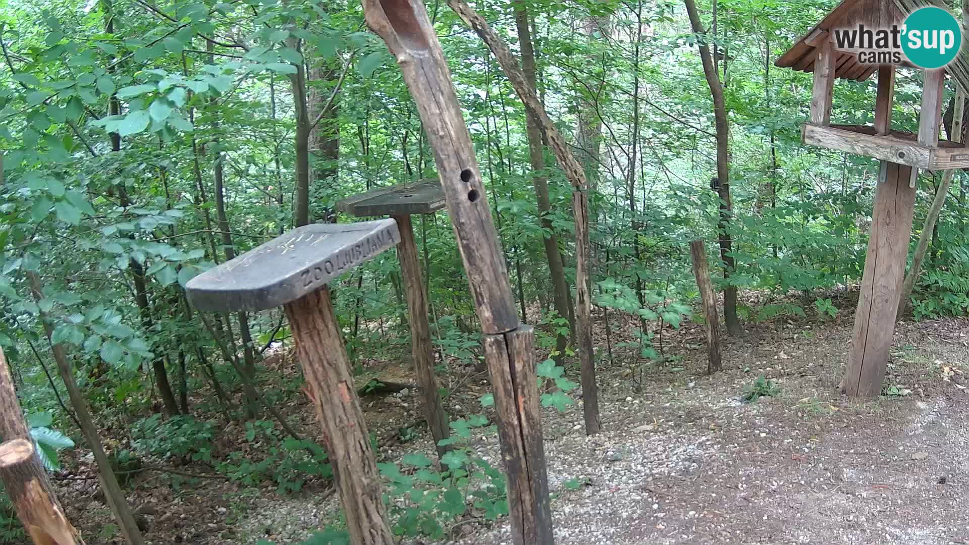 Hranilice za ptice u ZOO web kamera Ljubljana
