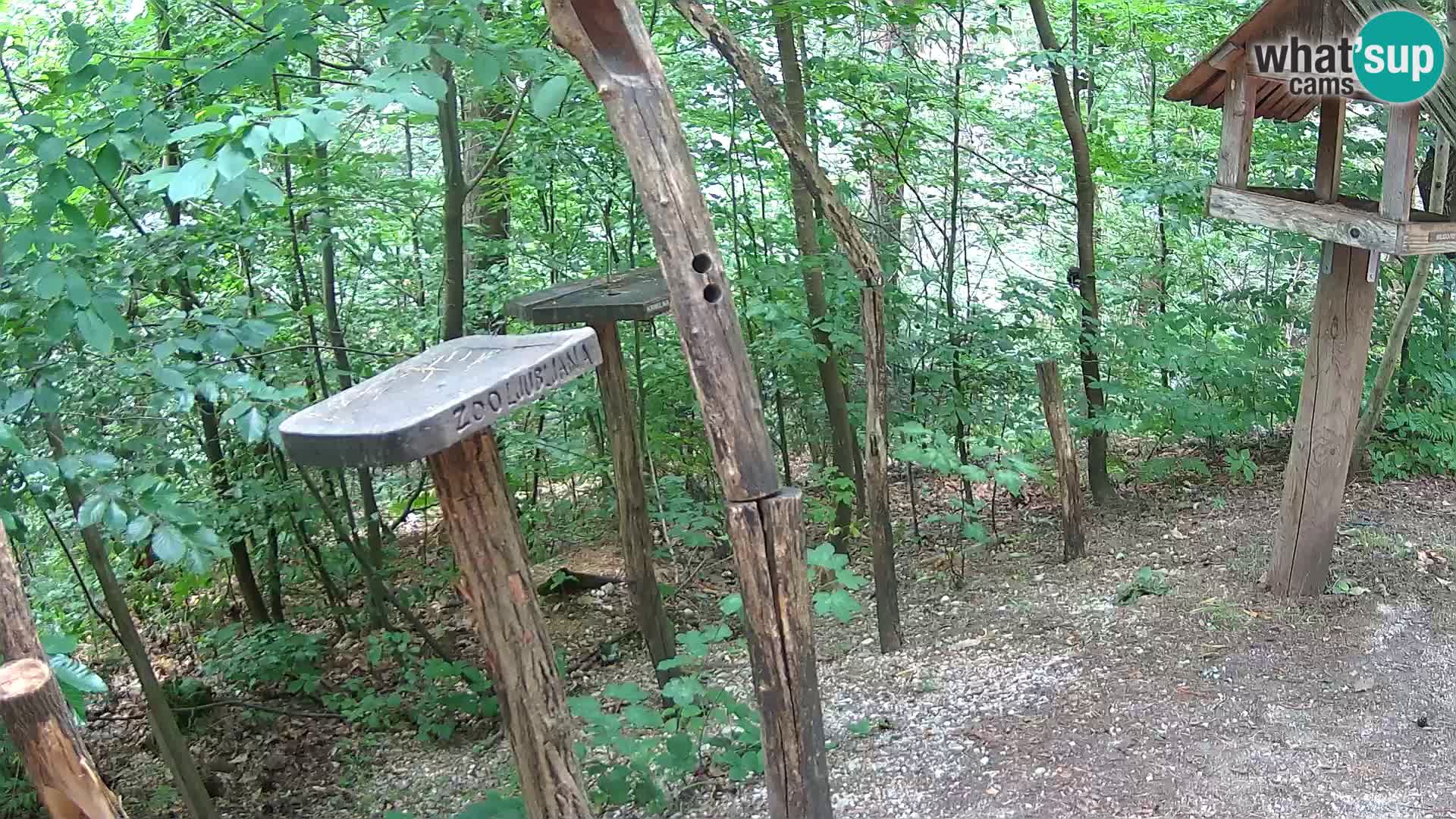 Krmilnice za ptiče v ZOO Ljubljana spletna kamera