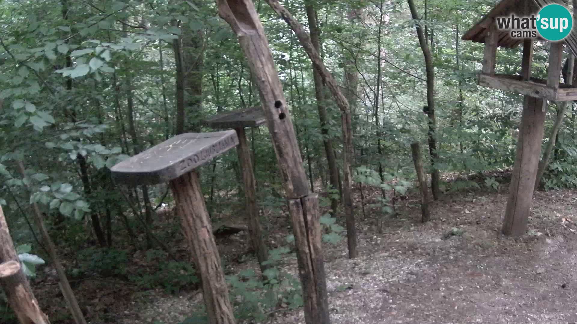 Comederos para pájaros en ZOO Ljubljana camera en vivo