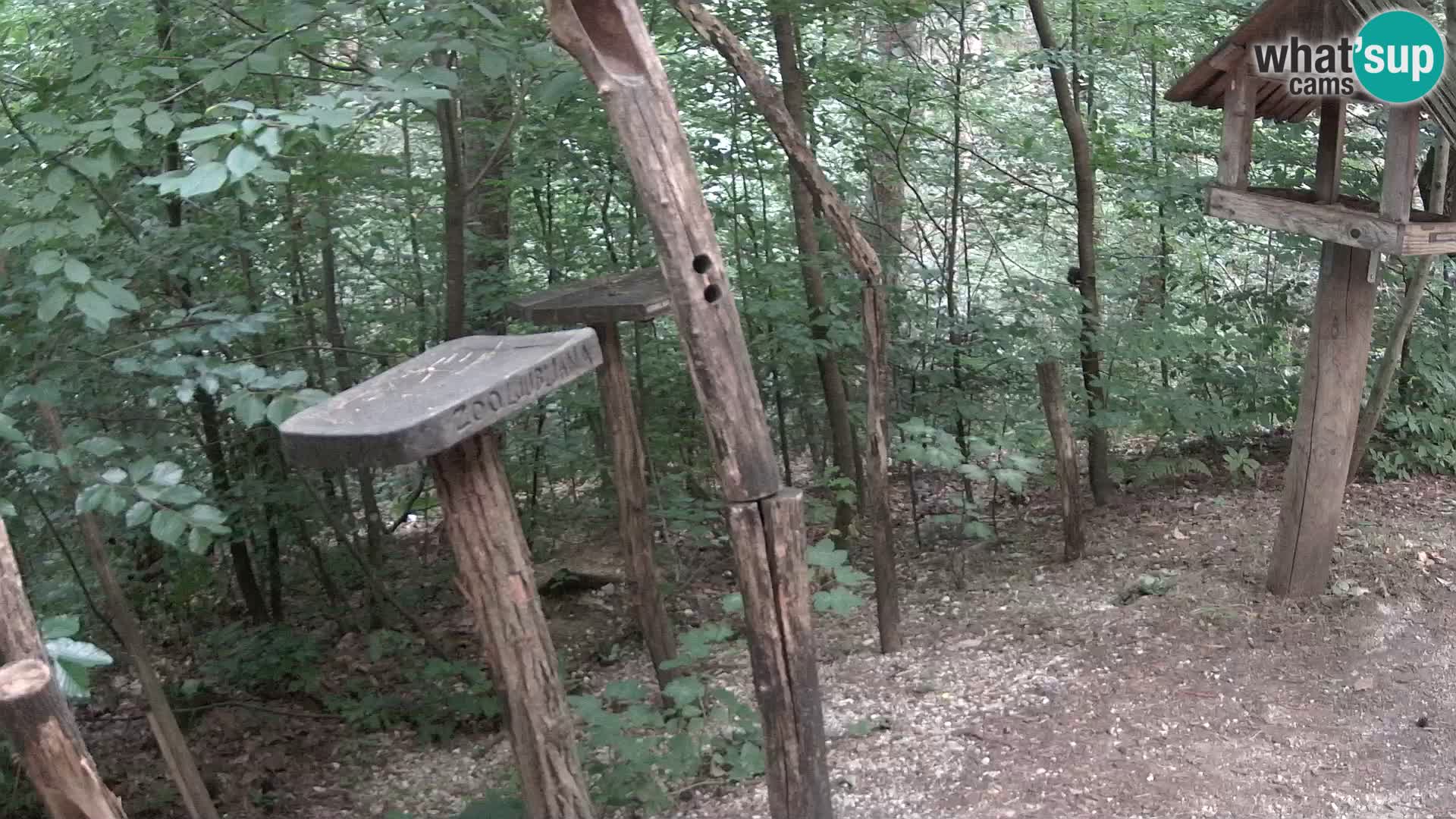 Mangiatoie per uccelli allo ZOO di Lubiana livecam