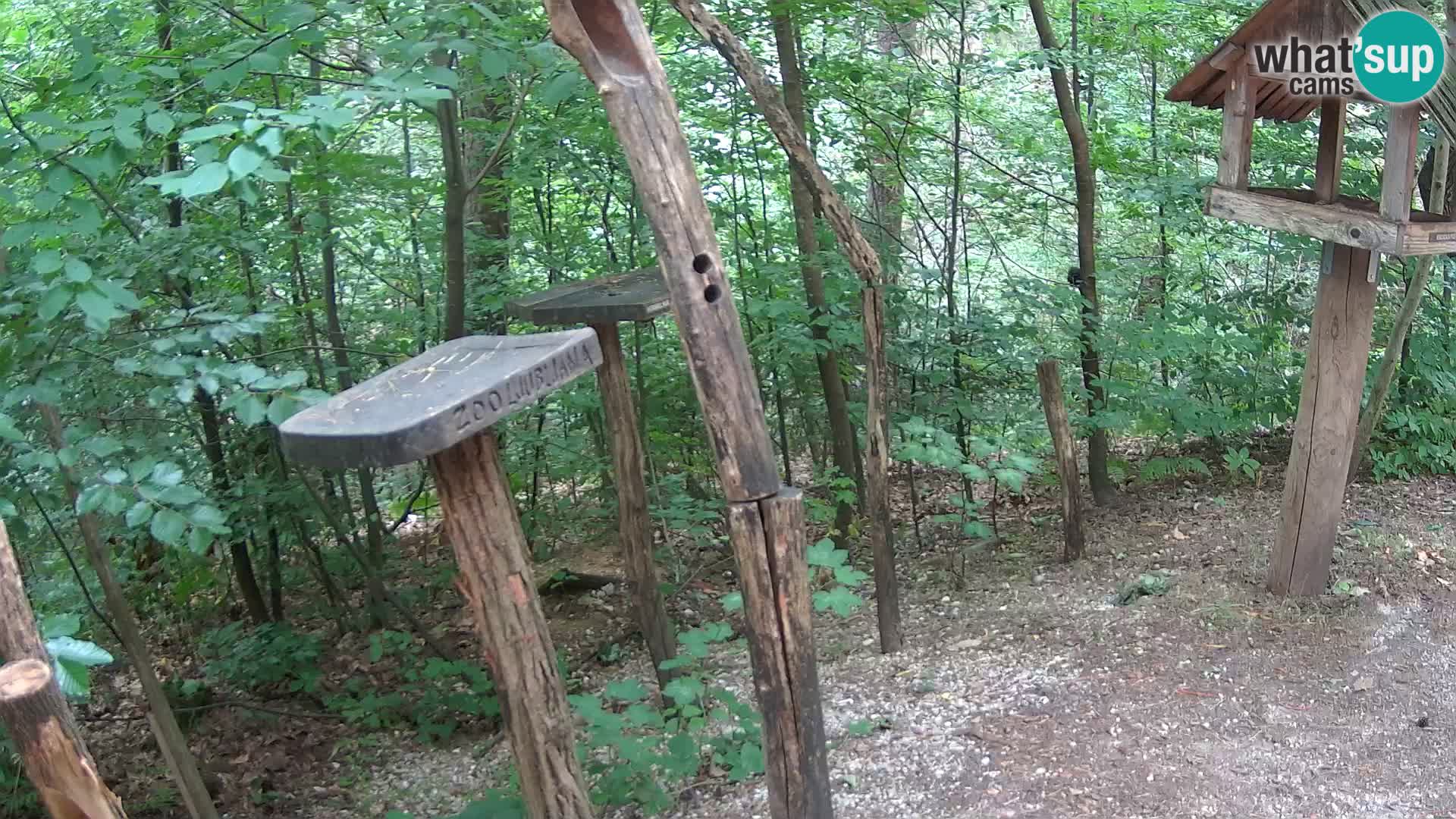 Mangiatoie per uccelli allo ZOO di Lubiana livecam