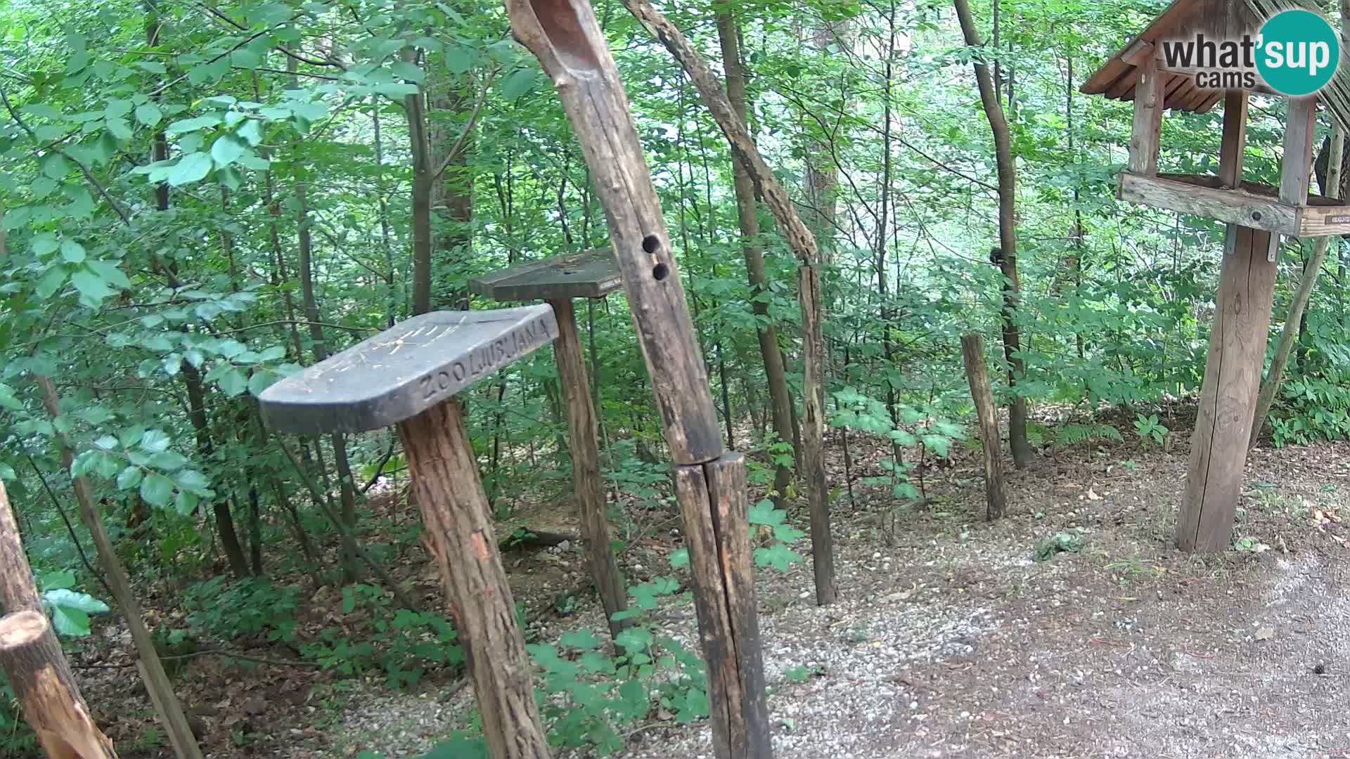 Mangiatoie per uccelli allo ZOO di Lubiana livecam