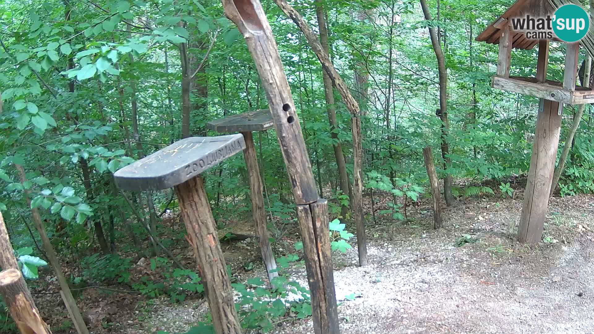 Vogelfutterhäuschen im ZOO webcam Ljubljana