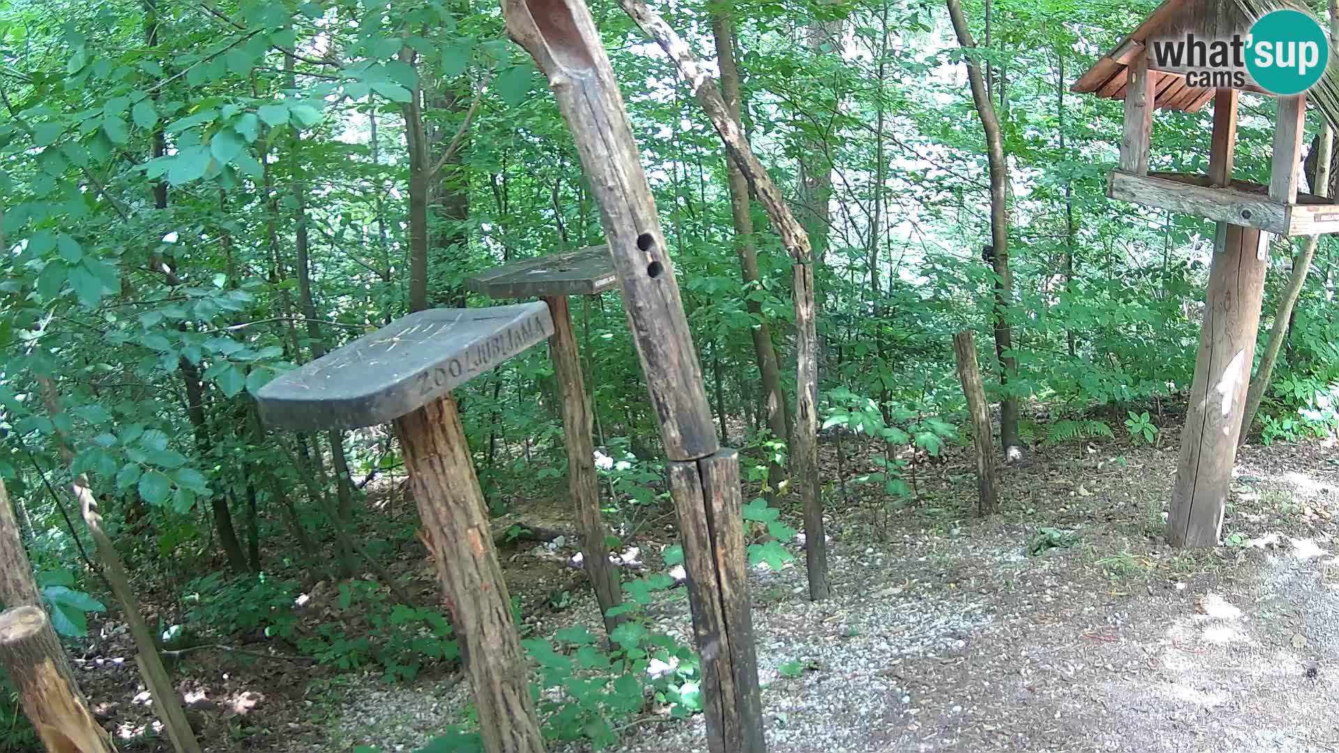 Vogelfutterhäuschen im ZOO webcam Ljubljana