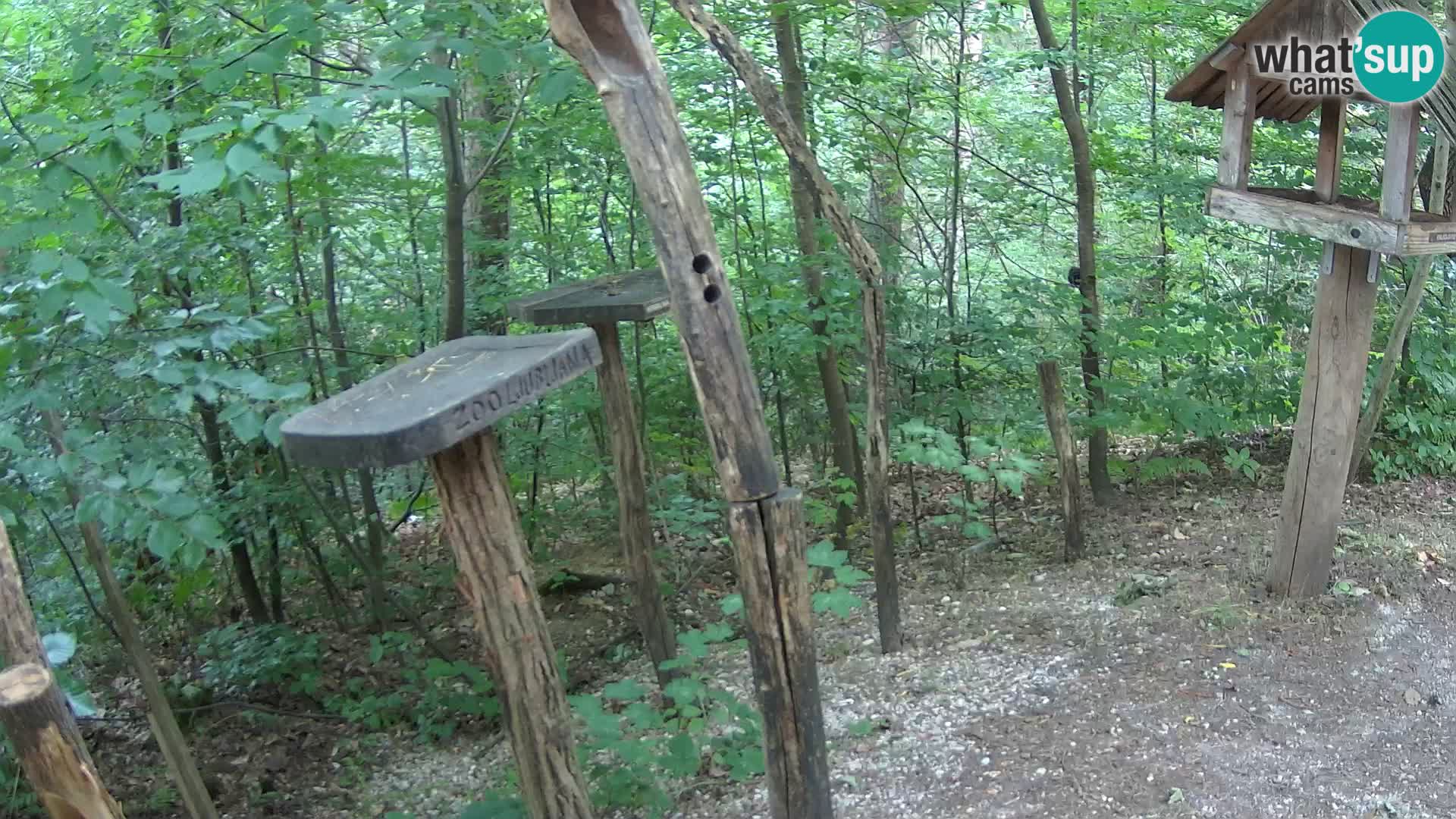 Comederos para pájaros en ZOO Ljubljana camera en vivo