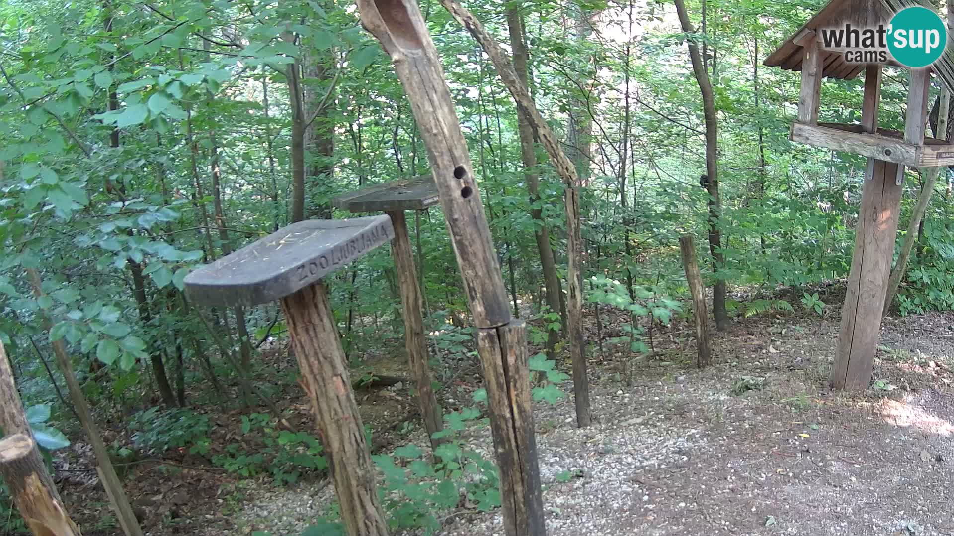 Comederos para pájaros en ZOO Ljubljana camera en vivo