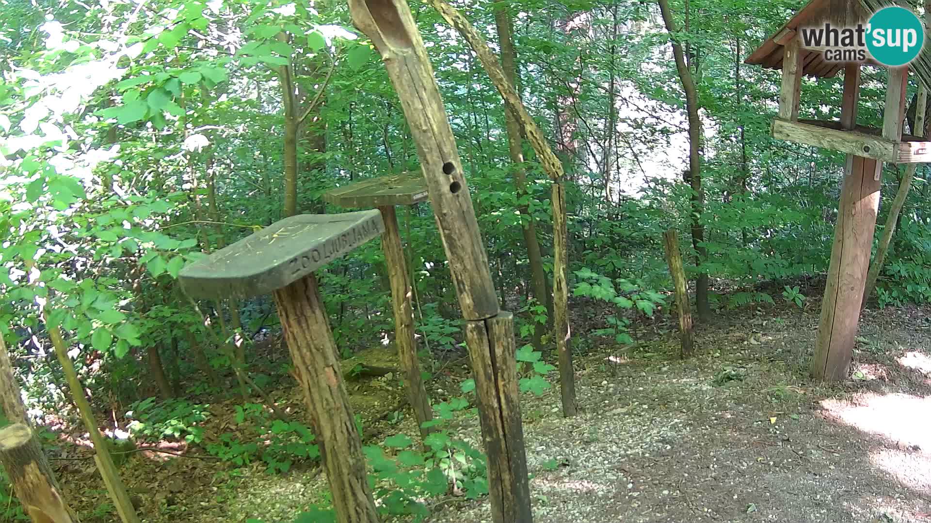 Hranilice za ptice u ZOO web kamera Ljubljana