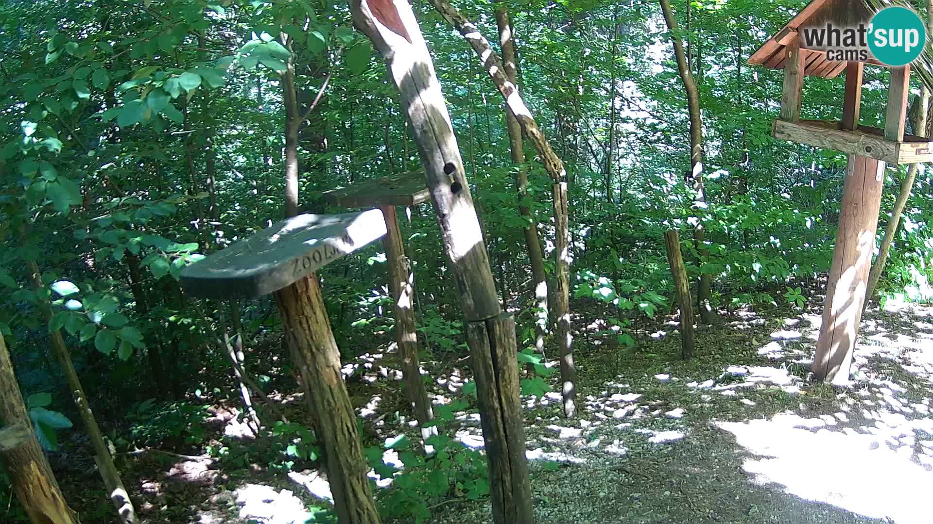 Mangiatoie per uccelli allo ZOO di Lubiana livecam
