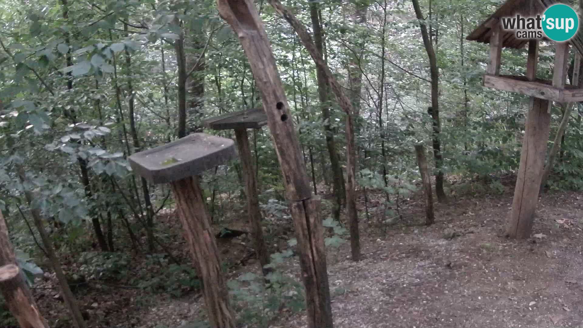 Vogelfutterhäuschen im ZOO webcam Ljubljana