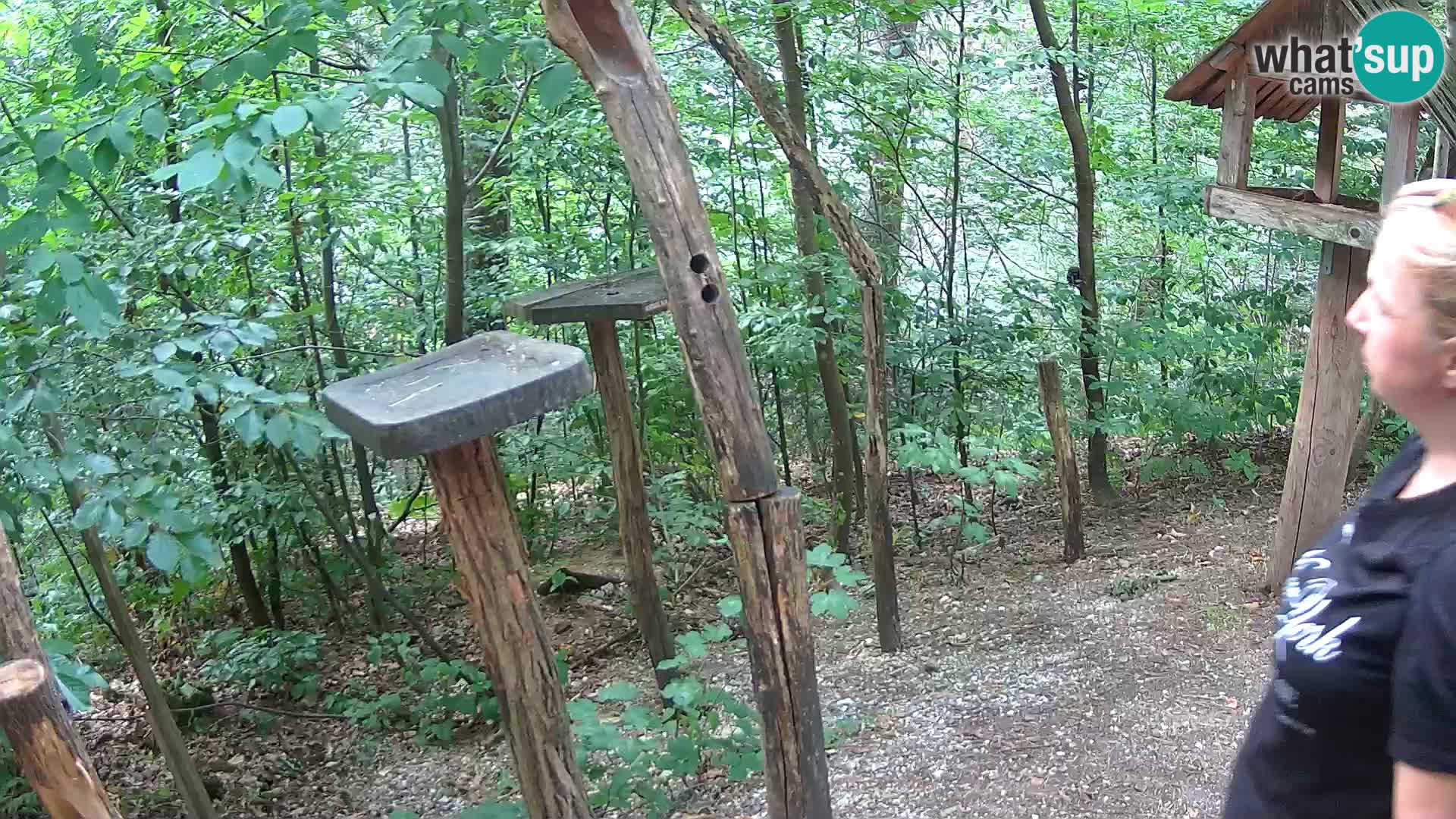 Mangiatoie per uccelli allo ZOO di Lubiana livecam