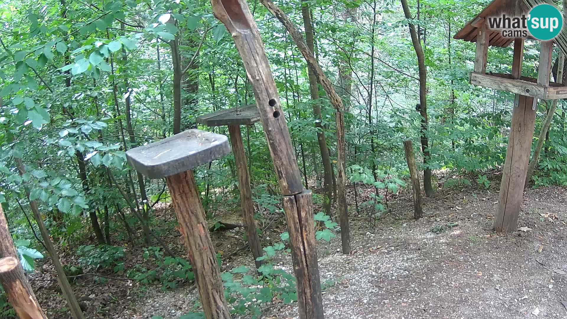 Mangiatoie per uccelli allo ZOO di Lubiana livecam