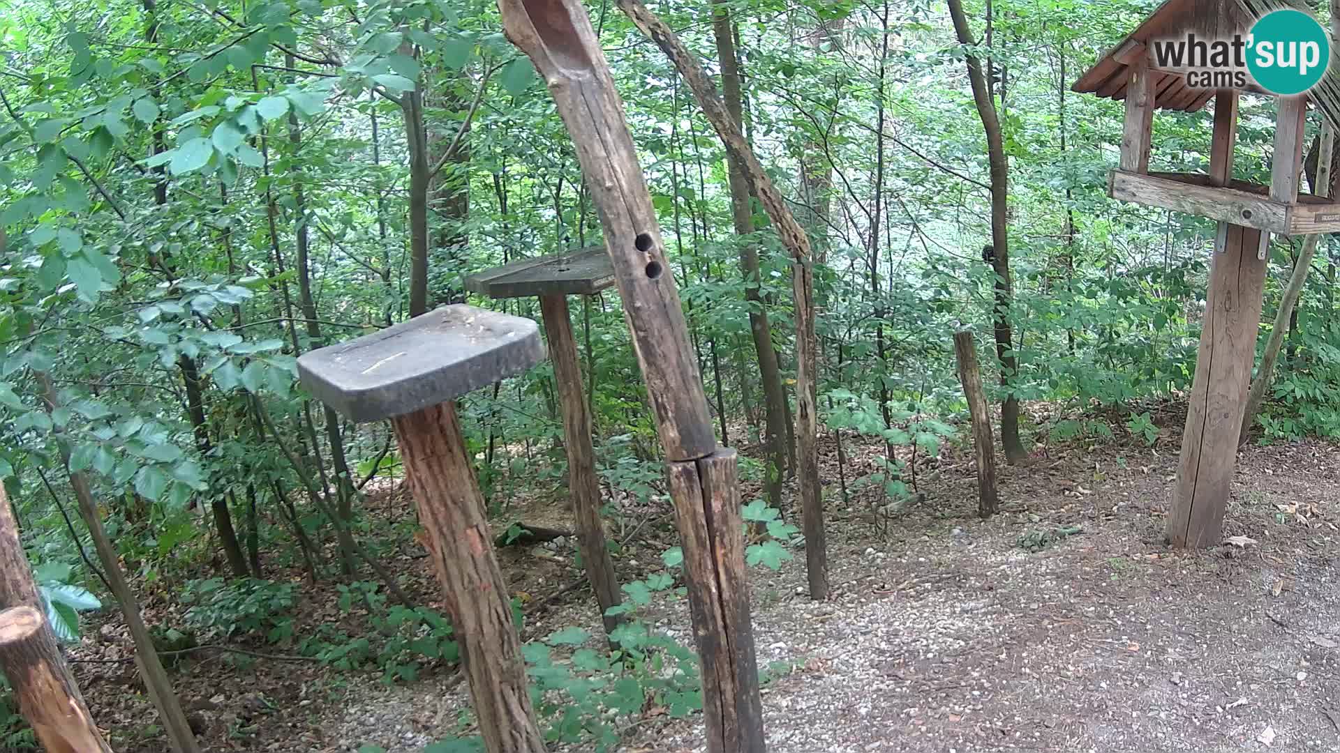 Mangeoires pour oiseaux au ZOO live webcam Ljubljana