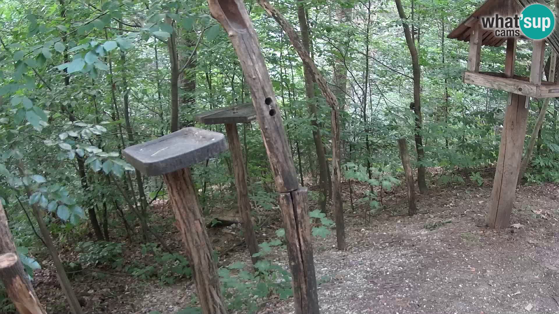 Mangeoires pour oiseaux au ZOO live webcam Ljubljana