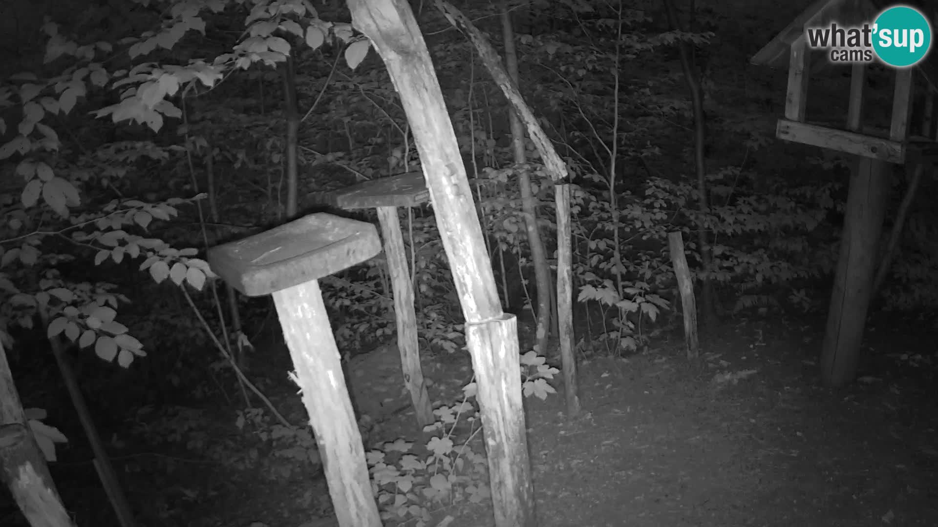 Mangeoires pour oiseaux au ZOO live webcam Ljubljana
