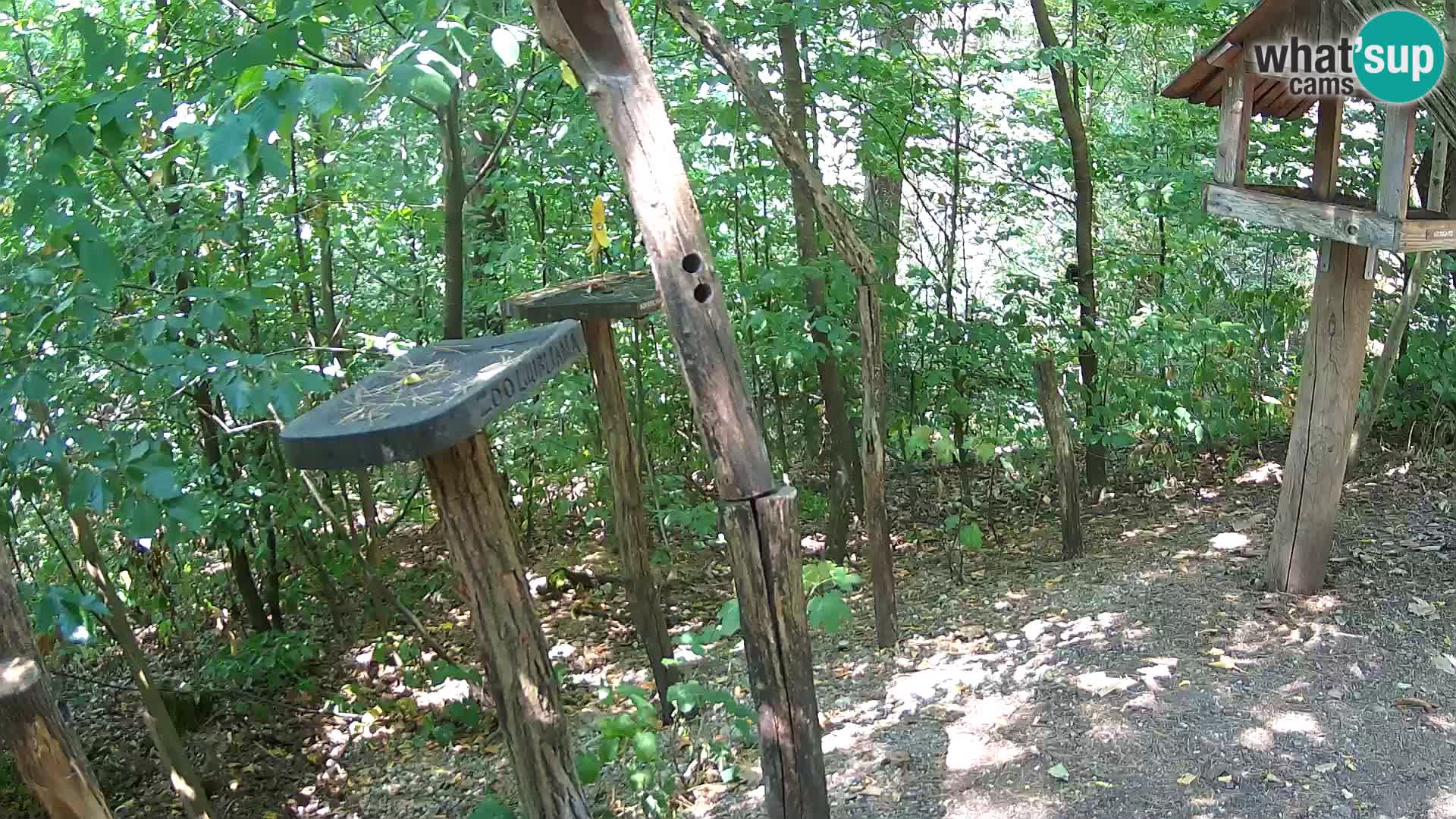 Krmilnice za ptiče v ZOO Ljubljana spletna kamera