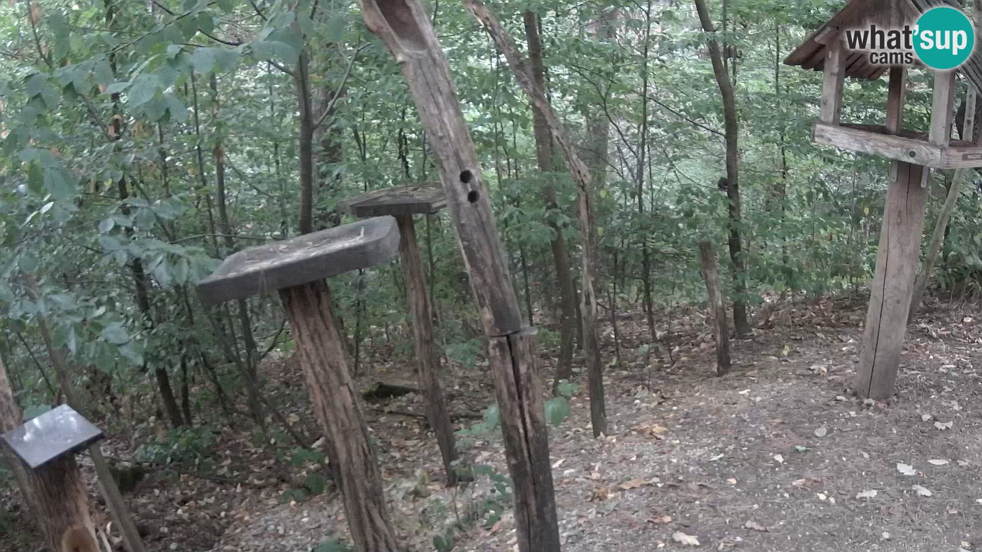 Comederos para pájaros en ZOO Ljubljana camera en vivo