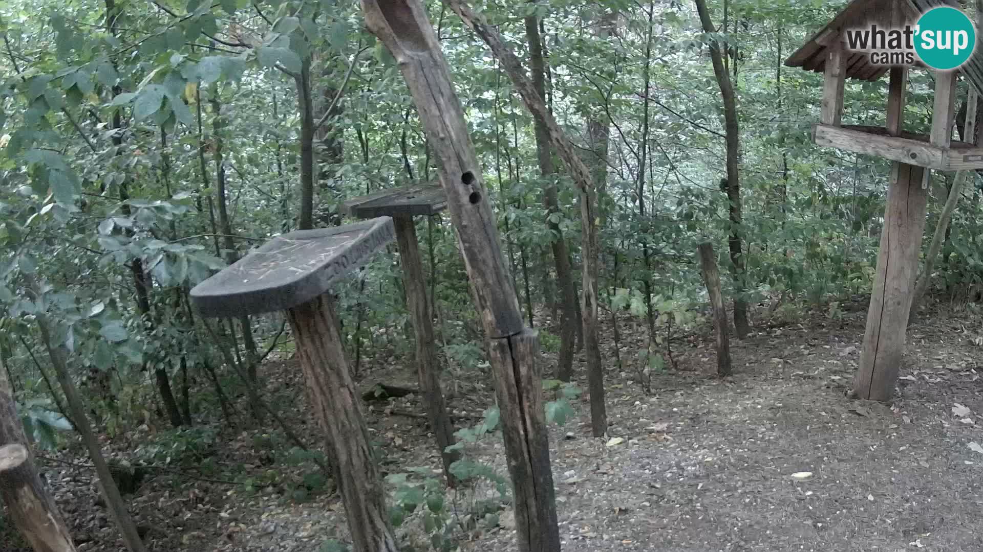 Krmilnice za ptiče v ZOO Ljubljana spletna kamera