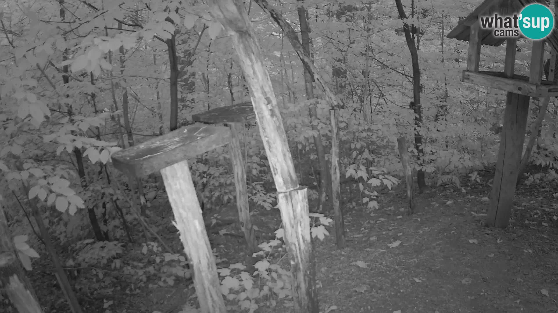 Mangeoires pour oiseaux au ZOO live webcam Ljubljana