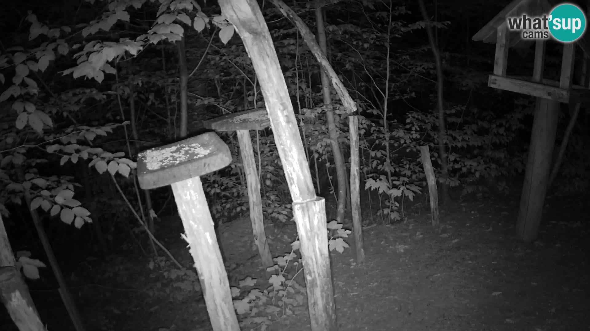 Hranilice za ptice u ZOO web kamera Ljubljana