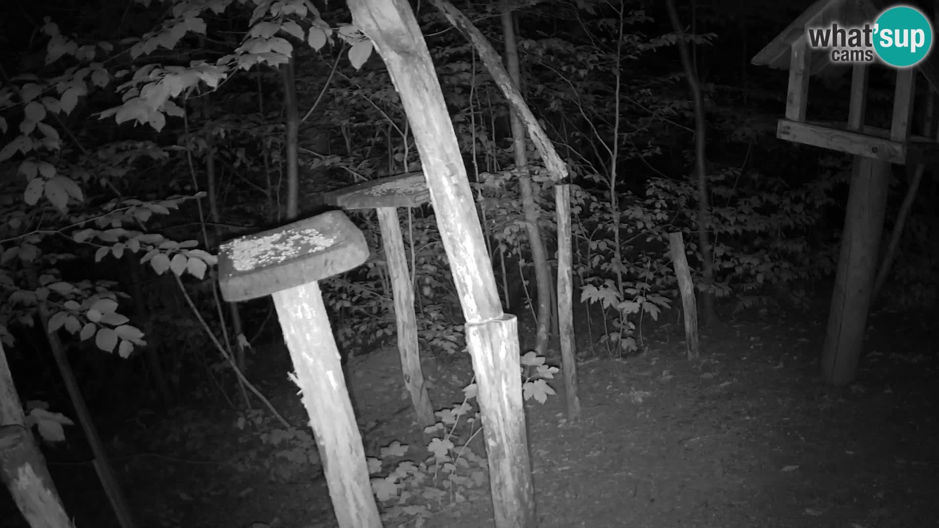 Hranilice za ptice u ZOO web kamera Ljubljana