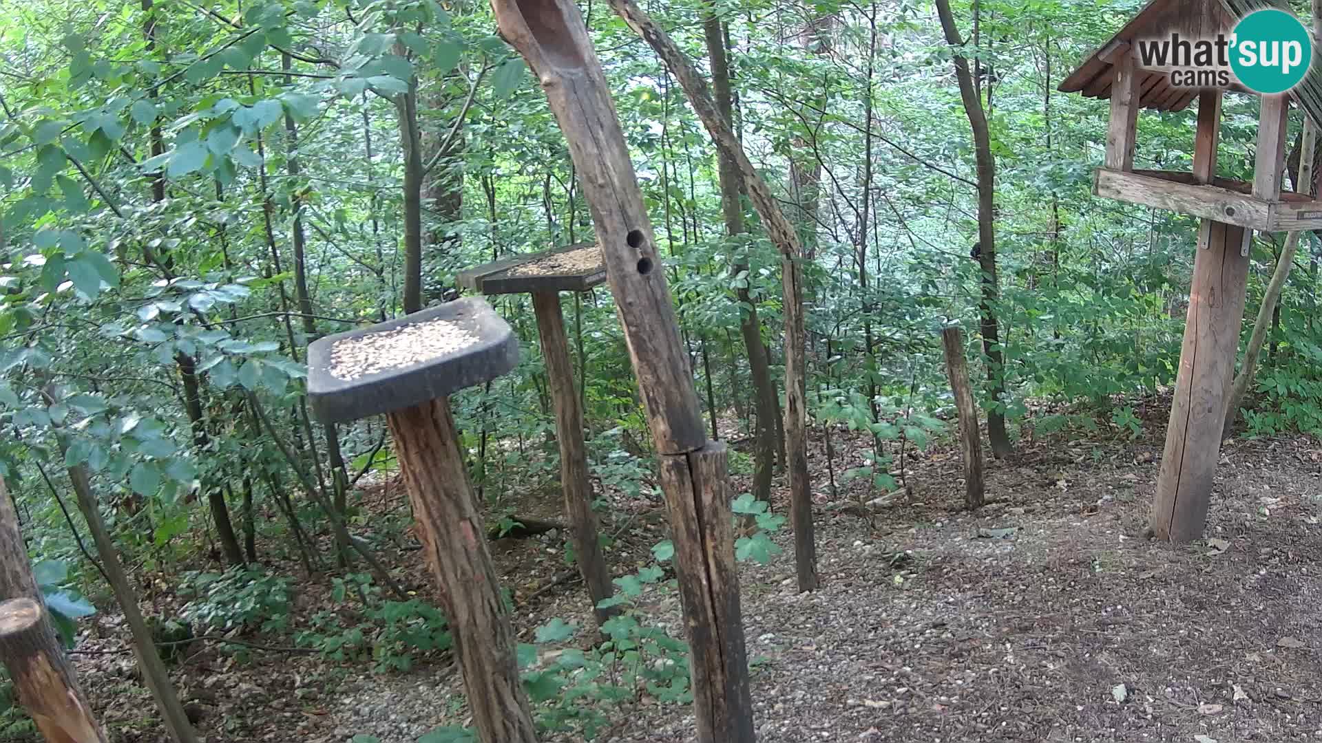 Mangiatoie per uccelli allo ZOO di Lubiana livecam