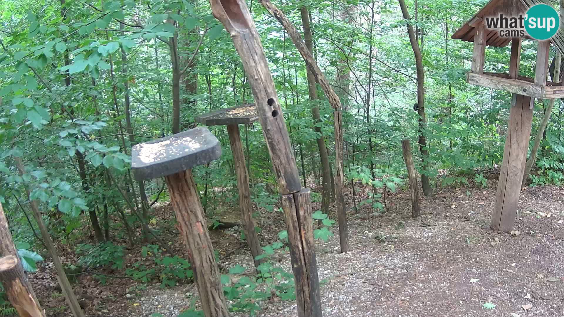 Hranilice za ptice u ZOO web kamera Ljubljana