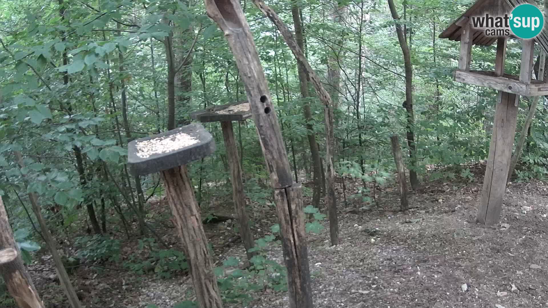 Hranilice za ptice u ZOO web kamera Ljubljana