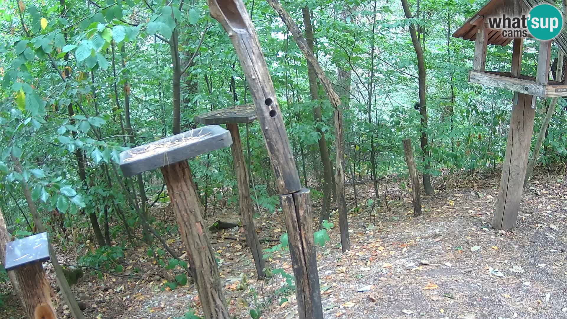 Hranilice za ptice u ZOO web kamera Ljubljana