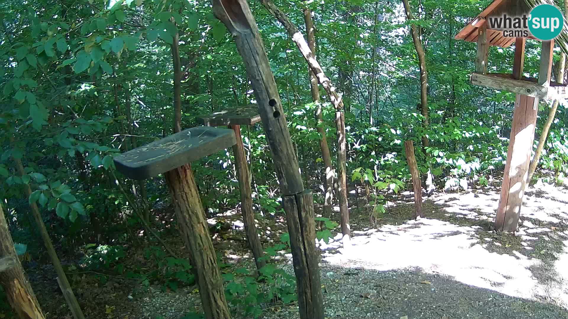Hranilice za ptice u ZOO web kamera Ljubljana