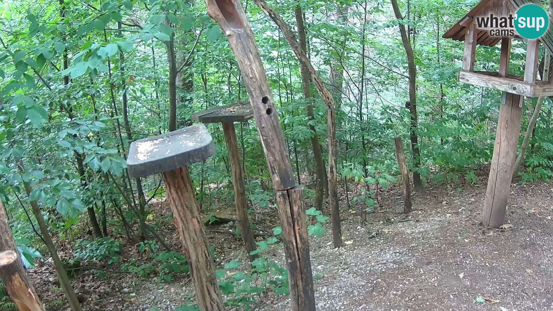 Hranilice za ptice u ZOO web kamera Ljubljana