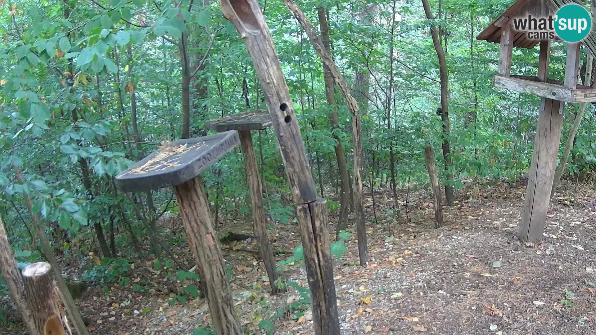 Mangeoires pour oiseaux au ZOO live webcam Ljubljana