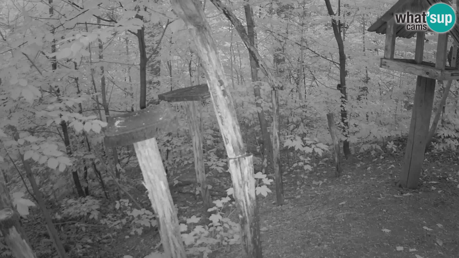 Mangiatoie per uccelli allo ZOO di Lubiana livecam