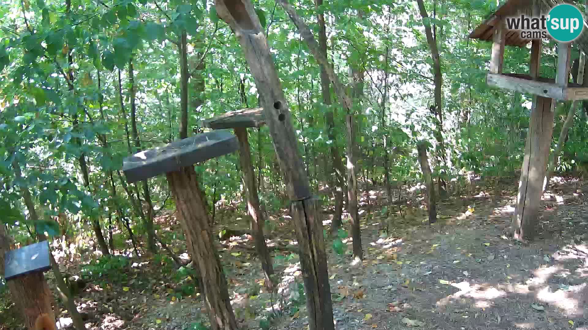 Vogelfutterhäuschen im ZOO webcam Ljubljana